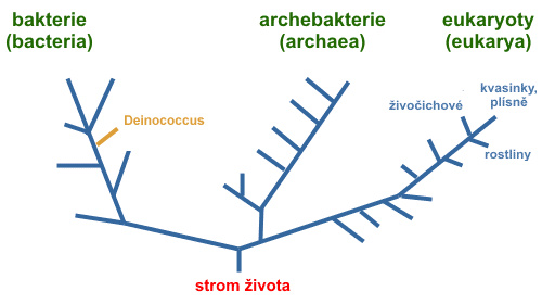 deinococcus