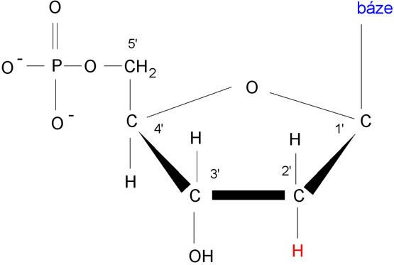 Deoxyribonukleotid