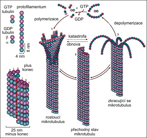 Mikrotubulus