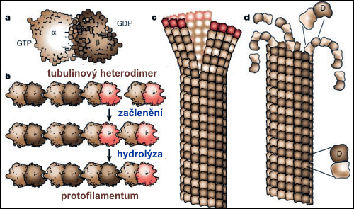 Mikrotubulus