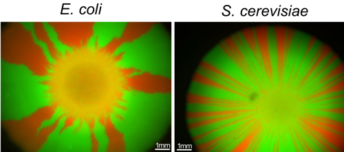 Porovnanie vzhľadu kolónie baktérií Escherichia coli a kvasiniek Saccharomyces cerevisae