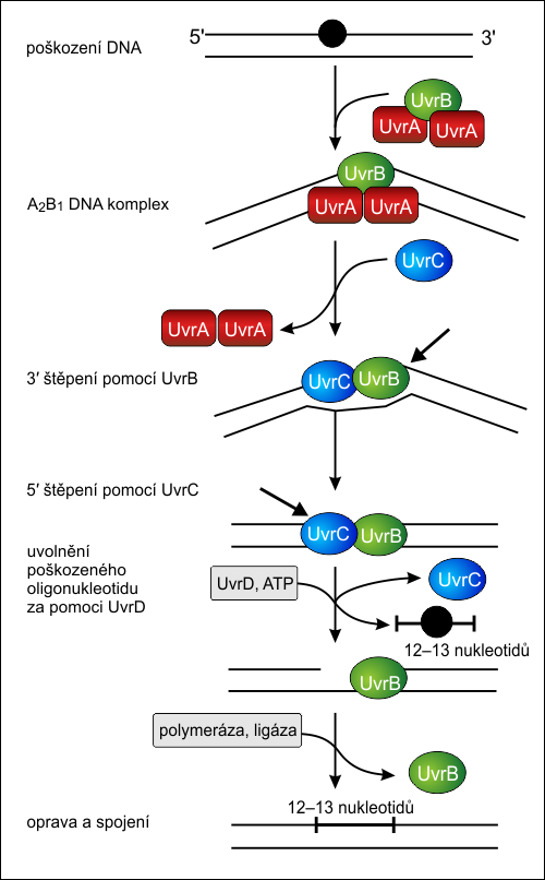 Nucleotide Excision Repair