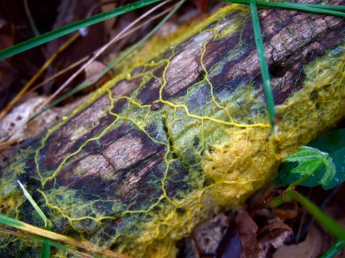 Slizovka Physarum polycephalum v štádiu plazmódia 