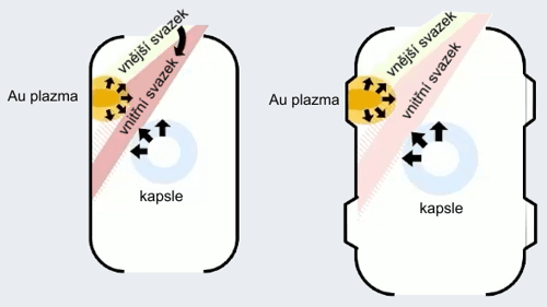 Tvar duté komůrky typu	Iraum s kapsami